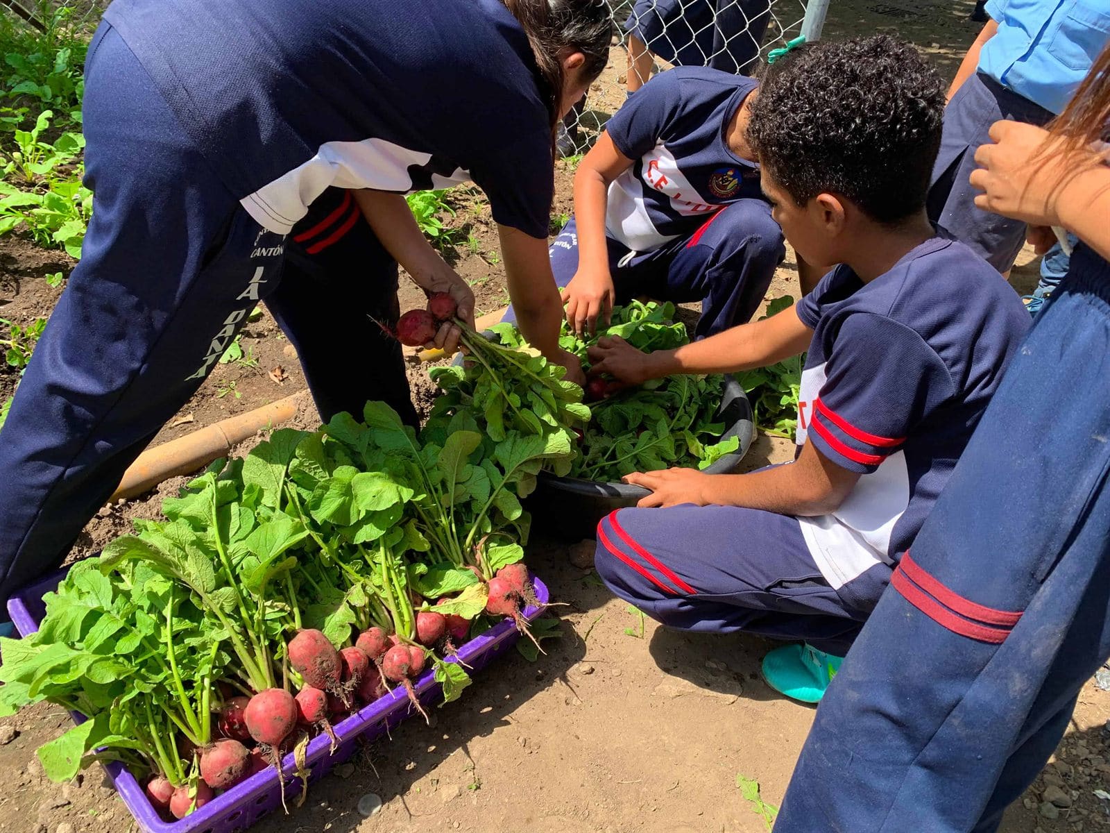 School Garden