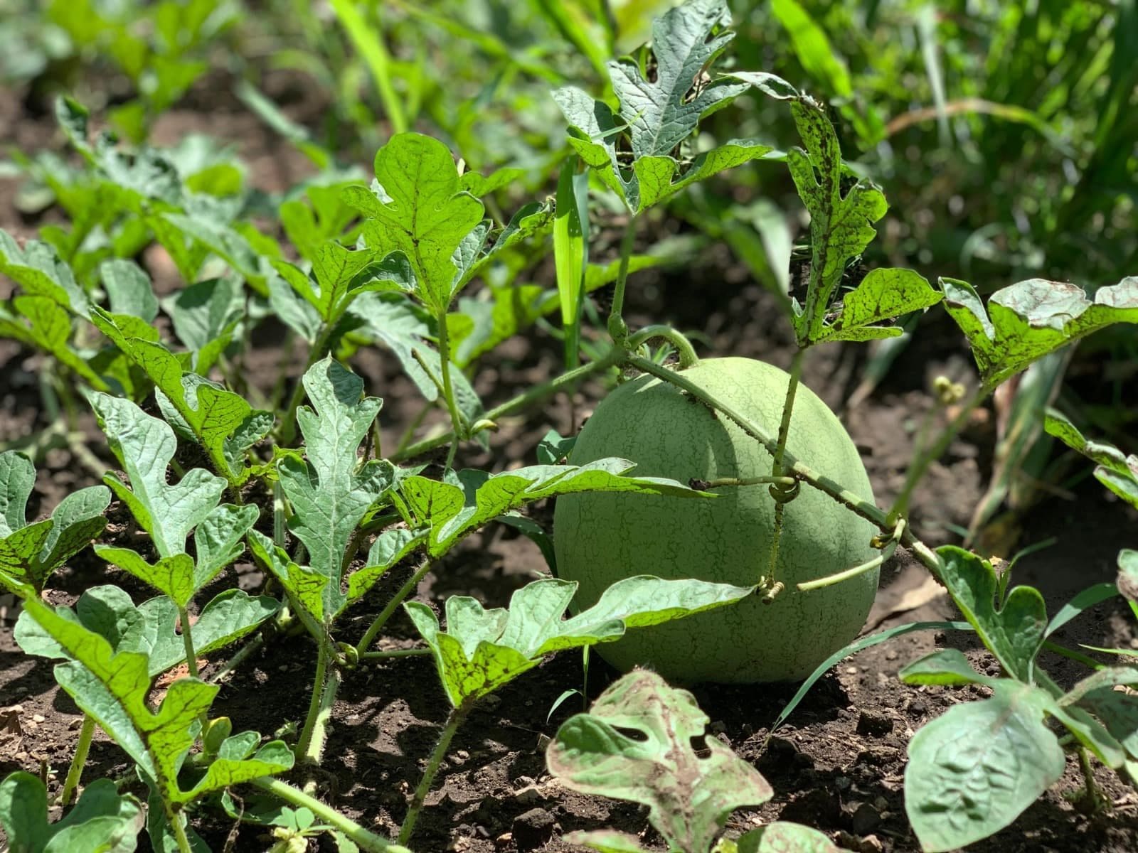 School Garden