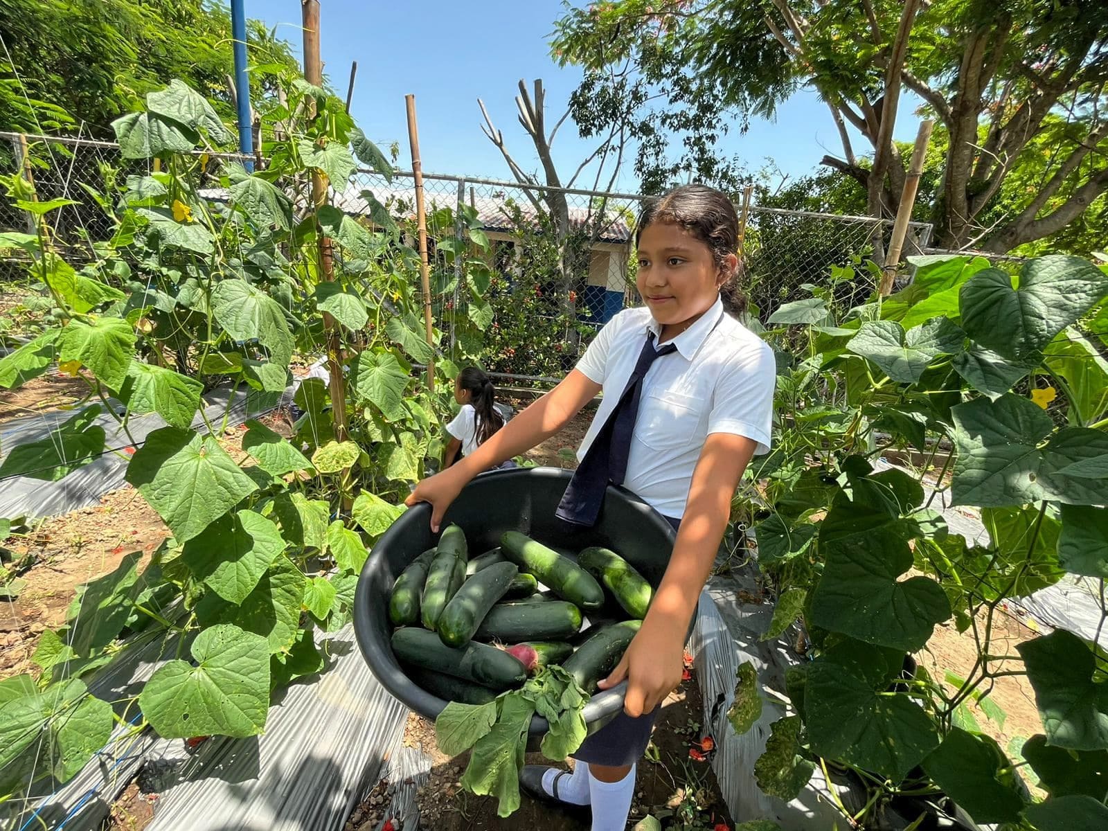 School Garden