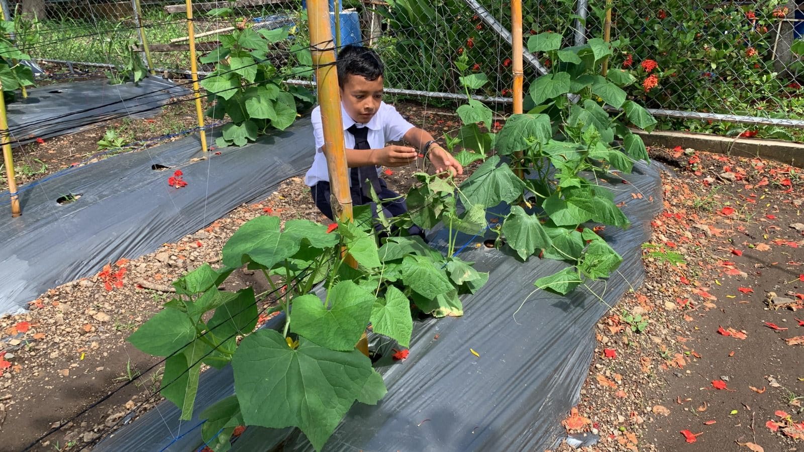 Programa School Garden de Good Neighbors El Salvador